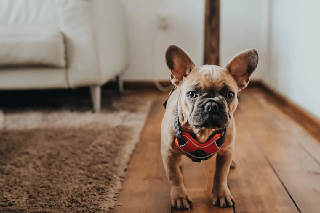 Divo hundesele L rød/grå just mave 72-100 cm - Kraftig støtte og komfort Hvalpeseler - Bløde Justerbare Seler Der Giver Din Hvalp Tryghed Og Støtte På Turen|Hundeseler Til Alle Behov Og Hundestørrelser