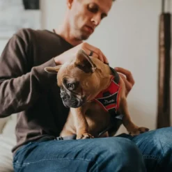 Divo hundesele L rød/grå just mave 72-100 cm - Kraftig støtte og komfort Hvalpeseler - Bløde Justerbare Seler Der Giver Din Hvalp Tryghed Og Støtte På Turen|Hundeseler Til Alle Behov Og Hundestørrelser