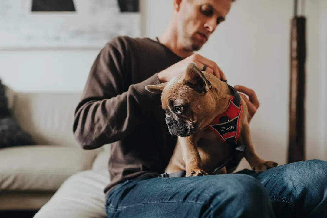 Divo hundesele L rød/grå just mave 72-100 cm - Kraftig støtte og komfort Hvalpeseler - Bløde Justerbare Seler Der Giver Din Hvalp Tryghed Og Støtte På Turen|Hundeseler Til Alle Behov Og Hundestørrelser