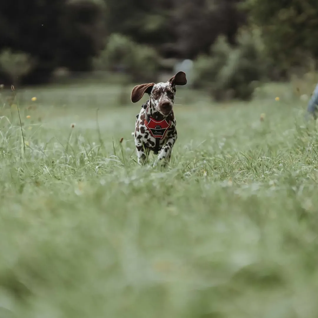 Divo hundesele L rød/grå just mave 72-100 cm - Kraftig støtte og komfort Hvalpeseler - Bløde Justerbare Seler Der Giver Din Hvalp Tryghed Og Støtte På Turen|Hundeseler Til Alle Behov Og Hundestørrelser