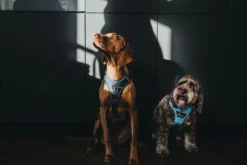 Divo hundesele L-XL lyseblå/grå just mave 79-107 cm - Sikker pasform og høj komfort Hvalpeseler - Bløde Justerbare Seler Der Giver Din Hvalp Tryghed Og Støtte På Turen|Hundeseler Til Alle Behov Og Hundestørrelser
