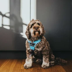 Divo hundesele L-XL lyseblå/grå just mave 79-107 cm - Sikker pasform og høj komfort Hvalpeseler - Bløde Justerbare Seler Der Giver Din Hvalp Tryghed Og Støtte På Turen|Hundeseler Til Alle Behov Og Hundestørrelser