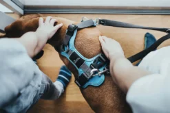 Divo hundesele L-XL lyseblå/grå just mave 79-107 cm - Sikker pasform og høj komfort Hvalpeseler - Bløde Justerbare Seler Der Giver Din Hvalp Tryghed Og Støtte På Turen|Hundeseler Til Alle Behov Og Hundestørrelser