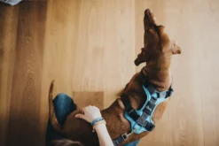 Divo hundesele L-XL lyseblå/grå just mave 79-107 cm - Sikker pasform og høj komfort Hvalpeseler - Bløde Justerbare Seler Der Giver Din Hvalp Tryghed Og Støtte På Turen|Hundeseler Til Alle Behov Og Hundestørrelser