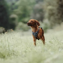 Clearance Divo hundesele L-XL petrol/grå just mave 79-107 cm - Ergonomisk komfort og refleks Hvalpeseler - Bløde Justerbare Seler Der Giver Din Hvalp Tryghed Og Støtte På Turen|Hundeseler Til Alle Behov Og Hundestørrelser