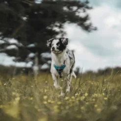 Clearance Divo hundesele M lyseblå/grå just mave 56-73 cm - Stabil pasform og aktiv komfort Hvalpeseler - Bløde Justerbare Seler Der Giver Din Hvalp Tryghed Og Støtte På Turen|Hundeseler Til Alle Behov Og Hundestørrelser