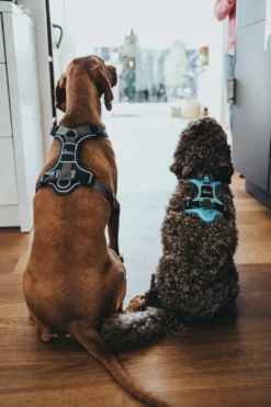 Clearance Divo hundesele M lyseblå/grå just mave 56-73 cm - Stabil pasform og aktiv komfort Hvalpeseler - Bløde Justerbare Seler Der Giver Din Hvalp Tryghed Og Støtte På Turen|Hundeseler Til Alle Behov Og Hundestørrelser