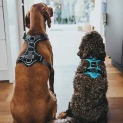 Clearance Divo hundesele M petrol/grå just. mave 56-73 cm - Stabil bevægelse og ergonomisk komfort Hvalpeseler - Bløde Justerbare Seler Der Giver Din Hvalp Tryghed Og Støtte På Turen|Hundeseler Til Alle Behov Og Hundestørrelser