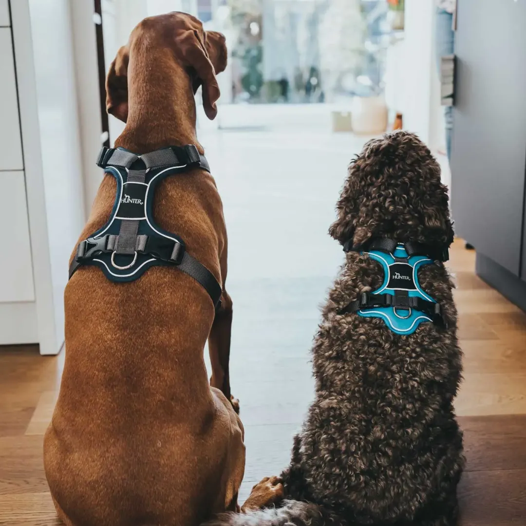 Clearance Divo hundesele M petrol/grå just. mave 56-73 cm - Stabil bevægelse og ergonomisk komfort Hvalpeseler - Bløde Justerbare Seler Der Giver Din Hvalp Tryghed Og Støtte På Turen|Hundeseler Til Alle Behov Og Hundestørrelser