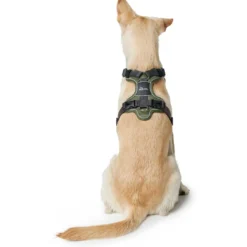 Best Divo hundesele S grøn/grå just mave 45-56 cm - Fleksibel kontrol og let komfort Hvalpeseler - Bløde Justerbare Seler Der Giver Din Hvalp Tryghed Og Støtte På Turen|Hundeseler Til Alle Behov Og Hundestørrelser