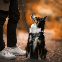 Best Divo hundesele S grøn/grå just mave 45-56 cm - Fleksibel kontrol og let komfort Hvalpeseler - Bløde Justerbare Seler Der Giver Din Hvalp Tryghed Og Støtte På Turen|Hundeseler Til Alle Behov Og Hundestørrelser