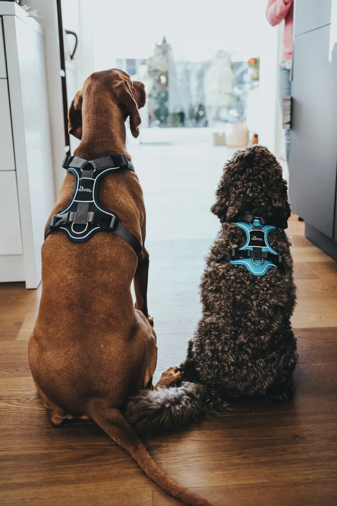 Discount Divo hundesele S lyseblå/grå just mave 45-56 cm - Let kontrol og høj komfort Hvalpeseler - Bløde Justerbare Seler Der Giver Din Hvalp Tryghed Og Støtte På Turen|Hundeseler Til Alle Behov Og Hundestørrelser