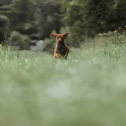 Best Divo hundesele S petrol/grå just mave 45-56 cm - Fleksibel kontrol og komfort i balance Hvalpeseler - Bløde Justerbare Seler Der Giver Din Hvalp Tryghed Og Støtte På Turen|Hundeseler Til Alle Behov Og Hundestørrelser