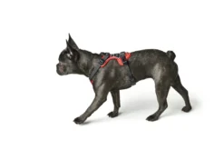 Clearance Divo hundesele S rød/grå just mave 45-56 cm - Smidig pasform og stabil kontrol Hvalpeseler - Bløde Justerbare Seler Der Giver Din Hvalp Tryghed Og Støtte På Turen|Hundeseler Til Alle Behov Og Hundestørrelser