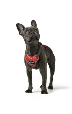 Clearance Divo hundesele S rød/grå just mave 45-56 cm - Smidig pasform og stabil kontrol Hvalpeseler - Bløde Justerbare Seler Der Giver Din Hvalp Tryghed Og Støtte På Turen|Hundeseler Til Alle Behov Og Hundestørrelser