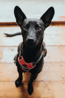 Clearance Divo hundesele S rød/grå just mave 45-56 cm - Smidig pasform og stabil kontrol Hvalpeseler - Bløde Justerbare Seler Der Giver Din Hvalp Tryghed Og Støtte På Turen|Hundeseler Til Alle Behov Og Hundestørrelser