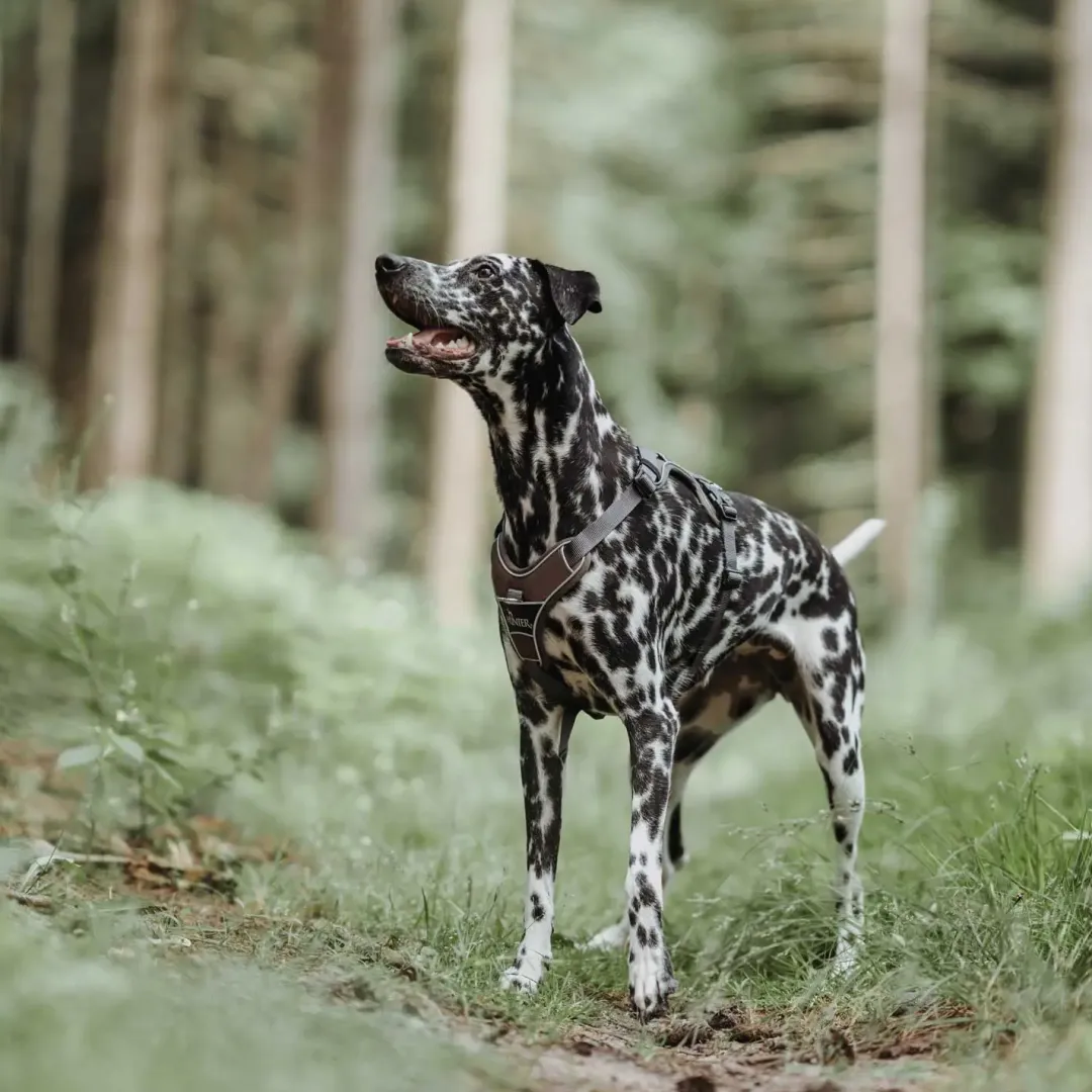 Discount Divo hundesele XS brun/grå just mave 34-47 cm - Let pasform til små hunde Hvalpeseler - Bløde Justerbare Seler Der Giver Din Hvalp Tryghed Og Støtte På Turen|Hundeseler Til Alle Behov Og Hundestørrelser