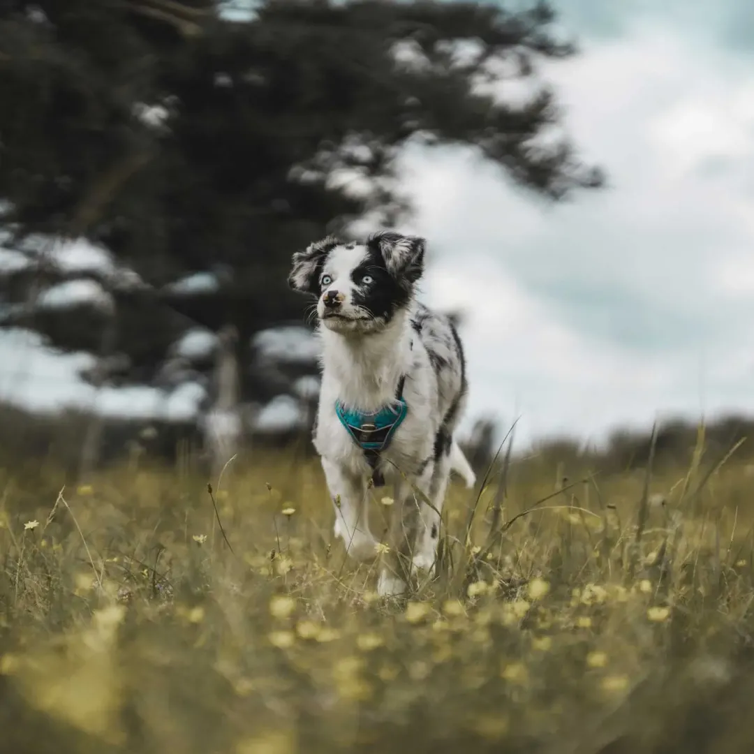 Divo hundesele XS lyseblå/grå just mave 34-47 cm - Let pasform og høj komfort Hvalpeseler - Bløde Justerbare Seler Der Giver Din Hvalp Tryghed Og Støtte På Turen|Hundeseler Til Alle Behov Og Hundestørrelser