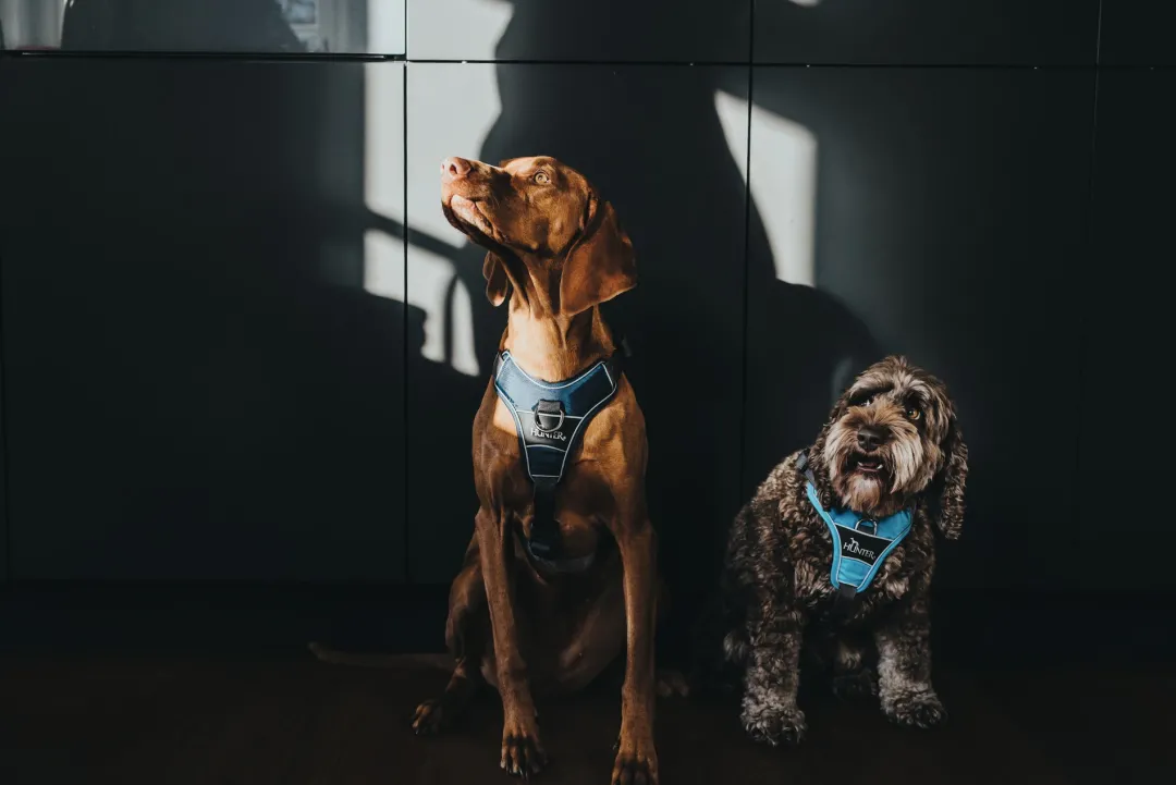 Divo hundesele XS lyseblå/grå just mave 34-47 cm - Let pasform og høj komfort Hvalpeseler - Bløde Justerbare Seler Der Giver Din Hvalp Tryghed Og Støtte På Turen|Hundeseler Til Alle Behov Og Hundestørrelser