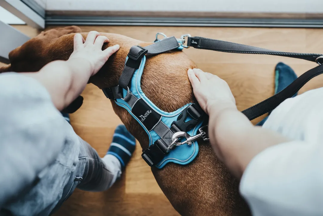Divo hundesele XS lyseblå/grå just mave 34-47 cm - Let pasform og høj komfort Hvalpeseler - Bløde Justerbare Seler Der Giver Din Hvalp Tryghed Og Støtte På Turen|Hundeseler Til Alle Behov Og Hundestørrelser