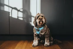 Divo hundesele XS lyseblå/grå just mave 34-47 cm - Let pasform og høj komfort Hvalpeseler - Bløde Justerbare Seler Der Giver Din Hvalp Tryghed Og Støtte På Turen|Hundeseler Til Alle Behov Og Hundestørrelser