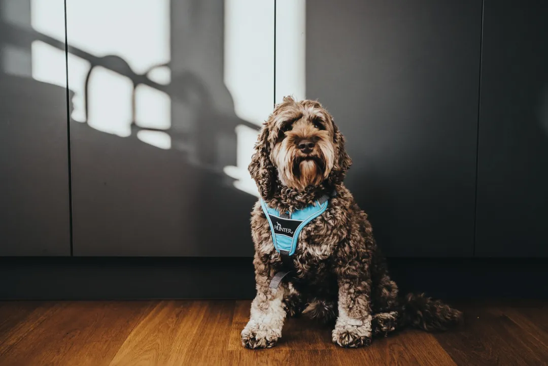 Divo hundesele XS lyseblå/grå just mave 34-47 cm - Let pasform og høj komfort Hvalpeseler - Bløde Justerbare Seler Der Giver Din Hvalp Tryghed Og Støtte På Turen|Hundeseler Til Alle Behov Og Hundestørrelser