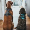 Sale Divo hundesele XS petrol/grå just mave 34-47 cm - Stabil pasform og synlig sikkerhed Hvalpeseler - Bløde Justerbare Seler Der Giver Din Hvalp Tryghed Og Støtte På Turen|Hundeseler Til Alle Behov Og Hundestørrelser