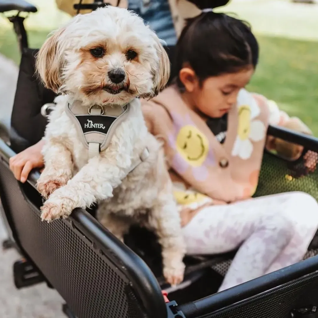 Outlet Divo Up hundesele M beige just mave 56-73 cm - Stabil bevægelse og ergonomisk komfort Hvalpeseler - Bløde Justerbare Seler Der Giver Din Hvalp Tryghed Og Støtte På Turen|Hundeseler Til Alle Behov Og Hundestørrelser