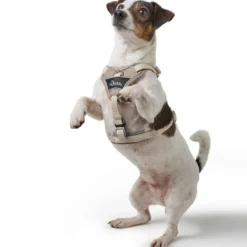 Best Divo Up hundesele S beige just mave 45-56 cm - Rolig påtagning og stabil komfort Hvalpeseler - Bløde Justerbare Seler Der Giver Din Hvalp Tryghed Og Støtte På Turen|Hundeseler Til Alle Behov Og Hundestørrelser