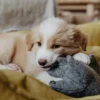 Best Eiby Elefant M - bamse til mellemstore hunde Hundelegetøj Til Alle Hunde Leg Og Aktivering Året Rundt|Legetøj Til Hvalpe - Sjov Leg, Aktivering Og Tryghed Fra Første Dag