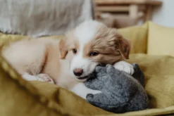 Discount Eiby Elefant S - bamse til små hunde Hundelegetøj Til Alle Hunde Leg Og Aktivering Året Rundt|Legetøj Til Hvalpe - Sjov Leg, Aktivering Og Tryghed Fra Første Dag