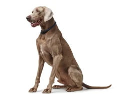 Hot Eiby Freestyle Blå L-XL - slidstærkt halsbånd til hunde Hvalpehalsbånd - Bløde Og Sikre Halsbånd Med Perfekt Pasform Til Din Hvalp|Hundehalsbånd Med Stil - Komfort Og Sikkerhed Til Din Hund