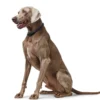 Sale Eiby Freestyle Blå M-L - blødt hundehalsbånd i neopren Hvalpehalsbånd - Bløde Og Sikre Halsbånd Med Perfekt Pasform Til Din Hvalp|Hundehalsbånd Med Stil - Komfort Og Sikkerhed Til Din Hund