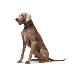 Discount Eiby Freestyle Blå S - justerbart hundehalsbånd Hvalpehalsbånd - Bløde Og Sikre Halsbånd Med Perfekt Pasform Til Din Hvalp|Hundehalsbånd Med Stil - Komfort Og Sikkerhed Til Din Hund