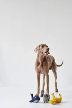 Outlet Eiby Hval S - bamse til små hunde Hundelegetøj Til Alle Hunde Leg Og Aktivering Året Rundt|Legetøj Til Hvalpe - Sjov Leg, Aktivering Og Tryghed Fra Første Dag