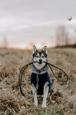 Best Finja pullover strik mørkeblå str. 45 Hundetøj Til Hvalpe - Varme Dækkener Og Sko Til Trygge Gåture|Hundetøj Til Alle Hunde Med Varme Dækkener Og Sko