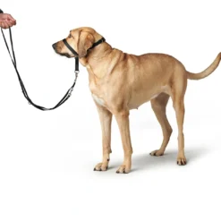Discount Follow Me snudesele til hund medium Hundeseler Til Alle Behov Og Hundestørrelser