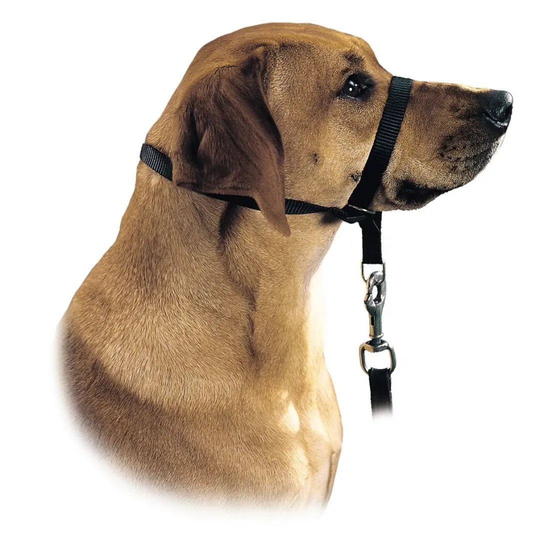 Hot Follow Me snudesele til hund str L Hundeseler Til Alle Behov Og Hundestørrelser