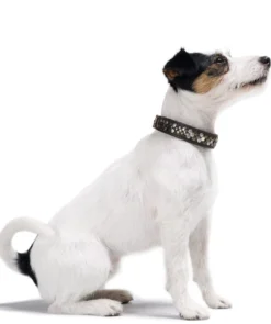 Online Halsbånd Arizona 37 Brun - 30-34,5 cm Hvalpehalsbånd - Bløde Og Sikre Halsbånd Med Perfekt Pasform Til Din Hvalp|Hundehalsbånd Med Stil - Komfort Og Sikkerhed Til Din Hund