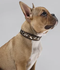 Halsbånd Arizona 42 Brun - 35-39,5 cm Hvalpehalsbånd - Bløde Og Sikre Halsbånd Med Perfekt Pasform Til Din Hvalp|Hundehalsbånd Med Stil - Komfort Og Sikkerhed Til Din Hund
