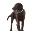 Discount Halsbånd Convenience 35 Blå - 22-30 cm Hvalpehalsbånd - Bløde Og Sikre Halsbånd Med Perfekt Pasform Til Din Hvalp|Hundehalsbånd Med Stil - Komfort Og Sikkerhed Til Din Hund