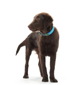 Discount Halsbånd Convenience 35 Blå - 22-30 cm Hvalpehalsbånd - Bløde Og Sikre Halsbånd Med Perfekt Pasform Til Din Hvalp|Hundehalsbånd Med Stil - Komfort Og Sikkerhed Til Din Hund
