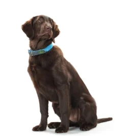 Discount Halsbånd Convenience 35 Blå - 22-30 cm Hvalpehalsbånd - Bløde Og Sikre Halsbånd Med Perfekt Pasform Til Din Hvalp|Hundehalsbånd Med Stil - Komfort Og Sikkerhed Til Din Hund