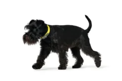 Clearance Halsbånd Convenience Gul 60 - 45-55 cm Hvalpehalsbånd - Bløde Og Sikre Halsbånd Med Perfekt Pasform Til Din Hvalp|Hundehalsbånd Med Stil - Komfort Og Sikkerhed Til Din Hund