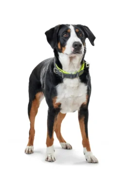 Outlet Halsbånd Convenience 45 Gul - 33-40 cm Hvalpehalsbånd - Bløde Og Sikre Halsbånd Med Perfekt Pasform Til Din Hvalp|Hundehalsbånd Med Stil - Komfort Og Sikkerhed Til Din Hund