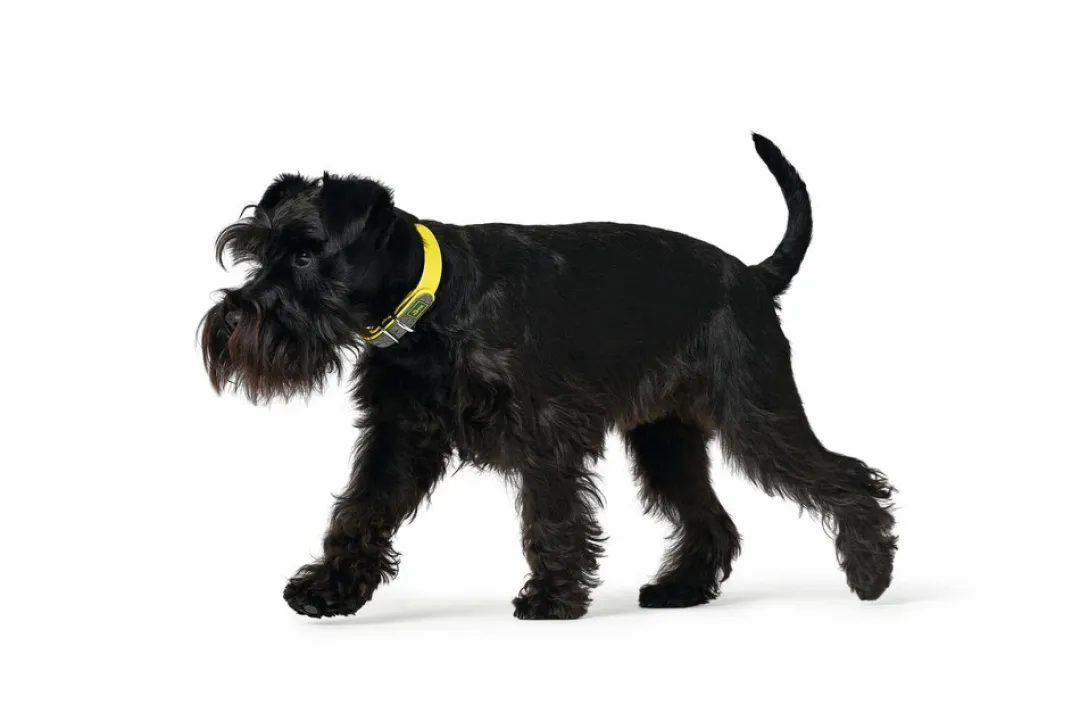 Discount Halsbånd Convenience 50 Gul - 37-45 cm Hvalpehalsbånd - Bløde Og Sikre Halsbånd Med Perfekt Pasform Til Din Hvalp|Hundehalsbånd Med Stil - Komfort Og Sikkerhed Til Din Hund
