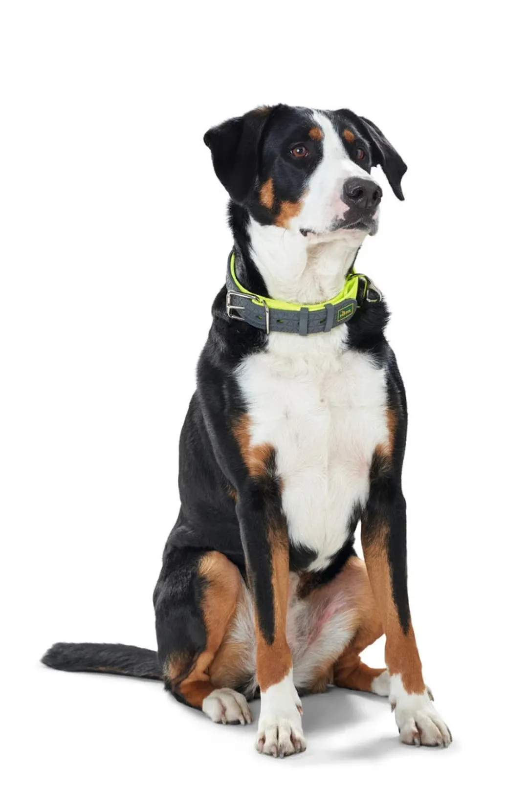 Discount Halsbånd Convenience 50 Gul - 37-45 cm Hvalpehalsbånd - Bløde Og Sikre Halsbånd Med Perfekt Pasform Til Din Hvalp|Hundehalsbånd Med Stil - Komfort Og Sikkerhed Til Din Hund