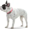 Best Halsbånd Convenience 35 NeonPink - 22-30 cm Hvalpehalsbånd - Bløde Og Sikre Halsbånd Med Perfekt Pasform Til Din Hvalp|Hundehalsbånd Med Stil - Komfort Og Sikkerhed Til Din Hund