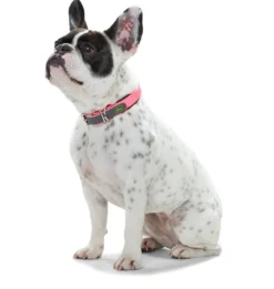 Best Halsbånd Convenience 35 NeonPink - 22-30 cm Hvalpehalsbånd - Bløde Og Sikre Halsbånd Med Perfekt Pasform Til Din Hvalp|Hundehalsbånd Med Stil - Komfort Og Sikkerhed Til Din Hund