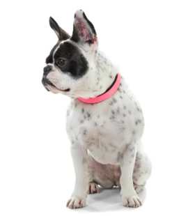 Best Halsbånd Convenience 35 NeonPink - 22-30 cm Hvalpehalsbånd - Bløde Og Sikre Halsbånd Med Perfekt Pasform Til Din Hvalp|Hundehalsbånd Med Stil - Komfort Og Sikkerhed Til Din Hund